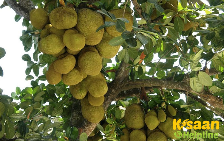 Swarna Poorti (स्वर्ण पोर्टी)